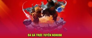 Hướng dẫn hội viên cách thức tham gia chọi gà tại Nohu90
